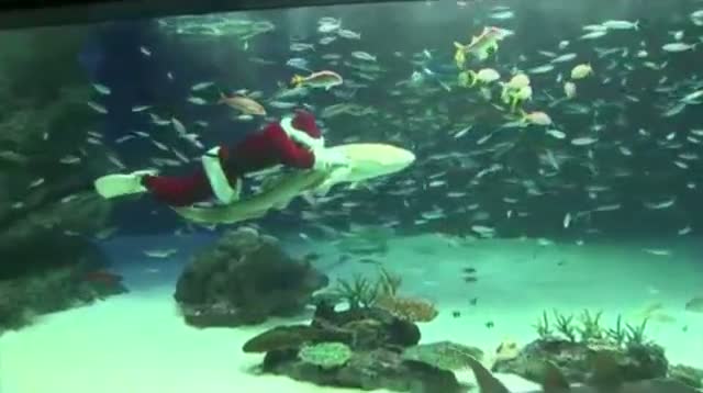 Watch Diving Santa Swims With Sharks Video