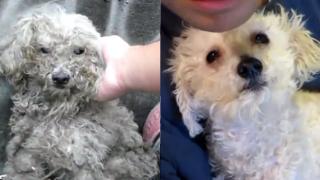 Watch Heartwarming Rescue Of A Dog Video