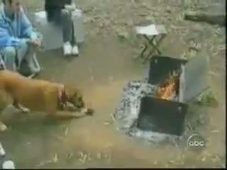 Watch Funny Dog videos 2014 - Trying to get the food from the fire Video