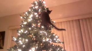 Watch Cat Vs Christmas Tree Video