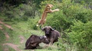 Watch Flying Lion: Buffalo Launches Predator Into The Air Video