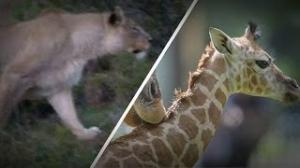 Watch Lion Attacks Giraffe: Rare Lone Lioness Ambush Video