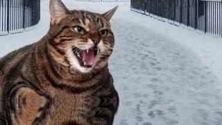 Watch Feral Cat Attacks Woman In The Snow Video