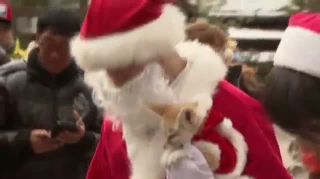 Watch South Korean Penguins Dress for Christmas Video