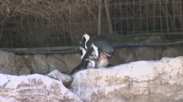 Watch Rare Female Penguin Couple at Israeli Zoo Video