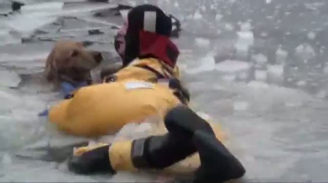 Watch Firefighters Rescue Family Dog in Icy River Video