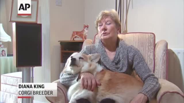 Watch Queen's Favorite Dog Breed Almost Endangered Video