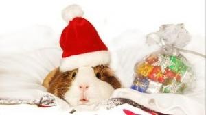 Watch Happy Holidays - Pets Add Life and Talking Animals Video