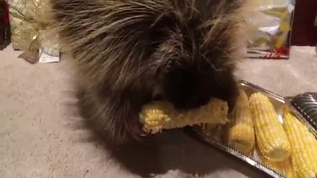 Watch Teddy Bear the Porcupine Finds a Christmas Treat Video