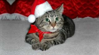 Watch Christmas Cats Playing In The Snow Video