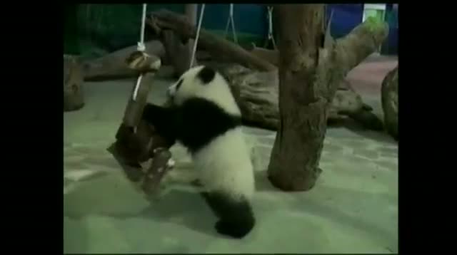Watch Giant Panda Cub Gets Comfy in Her New Home Video