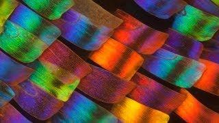 Watch The Magic of Butterfly Scales - Part 1 Video