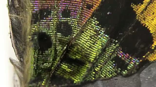 Watch THIS IS A BUTTERFLY! (Scanning Electron Microscope) Video