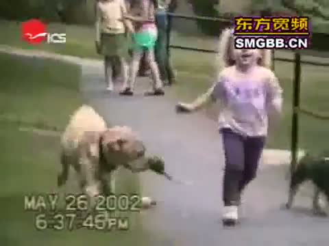 Watch The world's most funny dog video Video