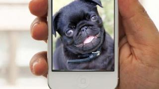 Watch The Best Dog Vines of 2013 Video