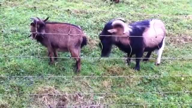 Watch Cute Crazy Cat animal funny Video compilation 2014 Video