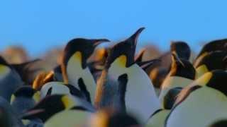 Watch Happy New Year 2014 - Penguins: The Essence Of Freedom Video