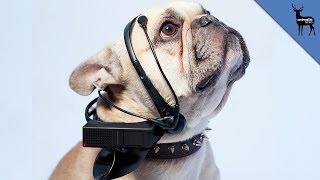 Watch Dog Translator of The Future Video