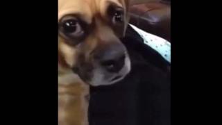Watch Dog Receives Some Bad News Video