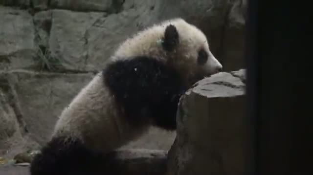 Watch National Zoo Prepares Panda Cub for Debut Video