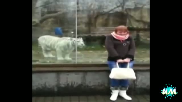 Watch Ultimate Fail/Win Compilation of Week 3 December 2013 Video