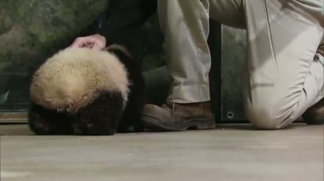 Watch Weigh in for Bao Bao Right on Target Video