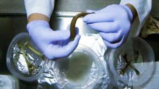 Watch Hunting for Dinosaur DNA Video