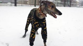Watch Excited Dog In Batman PJ's Plays In Snow Video