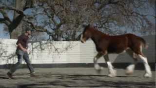 Watch 2013 Official Super Bowl Commercials ( Budweiser - The Clydesdales) Video