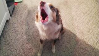 Watch Defective Dog Siren Video