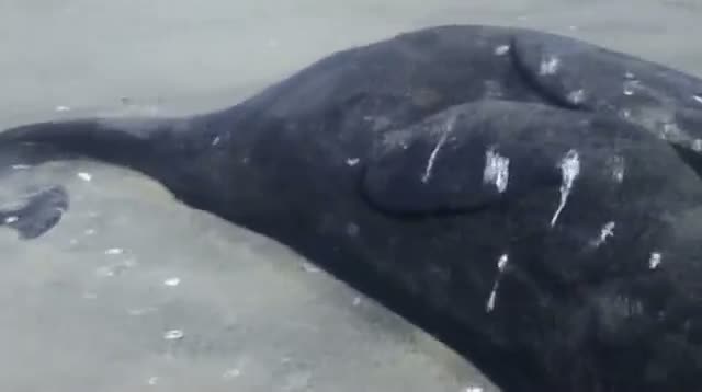 Watch Conjoined Whales Discovered, Dead Video