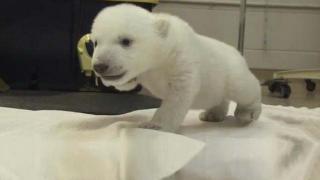 Watch Watch This Baby Polar Bear's First Steps - Cubs First Steps Video