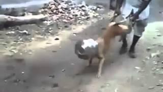 Watch Dog inserted head in pot in India .. Funny Video Video