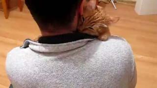 Watch This Cat Loves Hugs Video