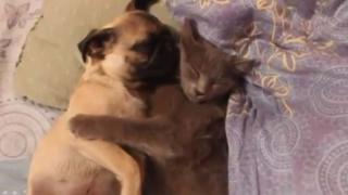 Watch Dog Snores In Cat's Arms Video