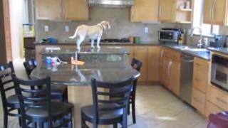 Watch Dog Raids 325 Degree Oven For Chicken Nuggets Video