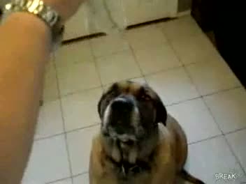 Watch Dog eats Bean Burrito in 1 second Video