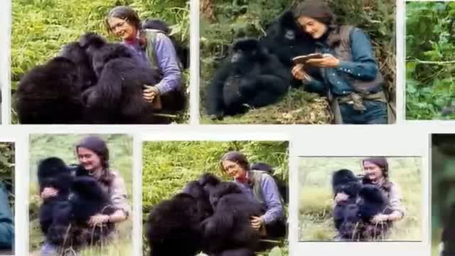 Watch Google Doodle Dian Fossey's 82nd Birthday Video