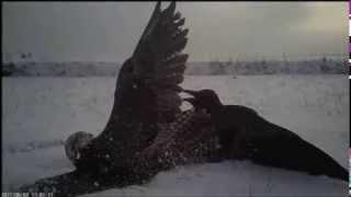 Watch Amazing footage of how falcons catch their prey Video