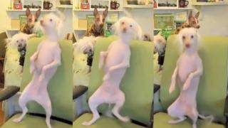 Watch A Doggy Dance Party Video