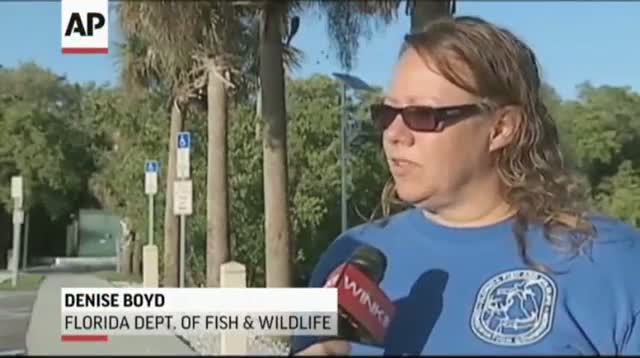 Watch Dozens of Whales Stranded Off Southwest Florida Video
