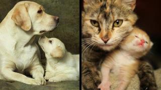 Watch The Difference Between Dogs' and Cats' Teaching Styles Video