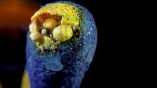 Watch Burning Match Heads in Super Slo-Mo Video