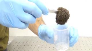 Watch A Ball Of Fire Ants Behaves Like A Material Video