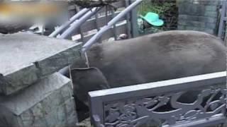 Watch Elephants Go Berserk - Destroyed in Seconds Video