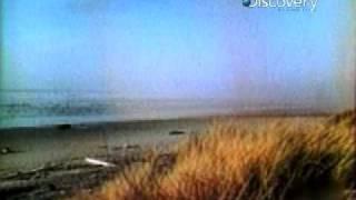 Watch Beached Whale Explosion -  Destroyed in Seconds Video Video