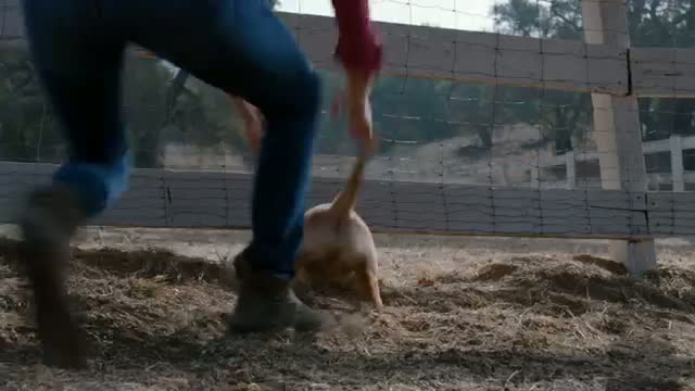 Watch Budweiser Super Bowl XLVIII Commercial - "Puppy Love" Video Video