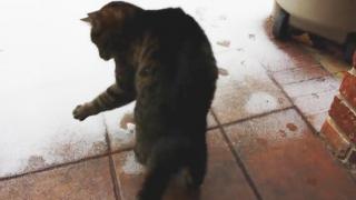 Watch Alabama Cat Experiences Snow For The First Time Video