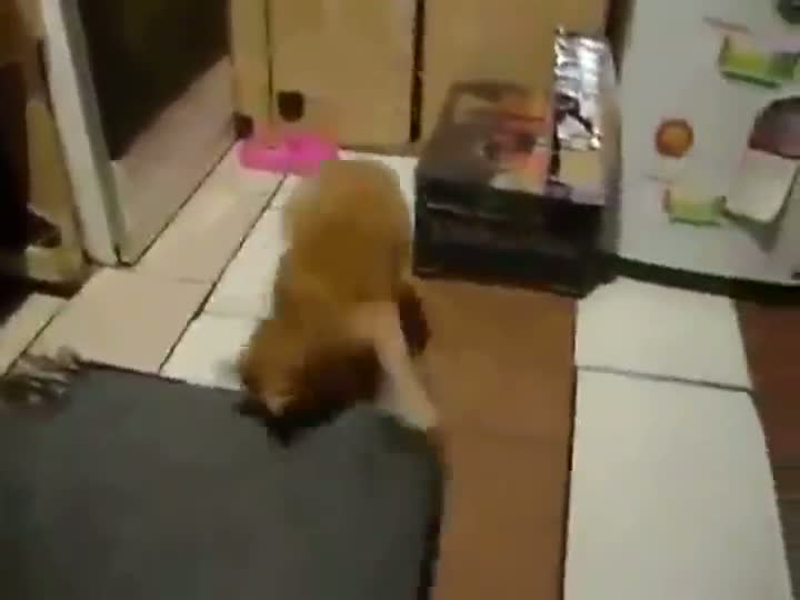 Watch Only its not the cat who's in control this time! Video