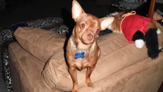 Watch Dog's Reaction To A Fart Video